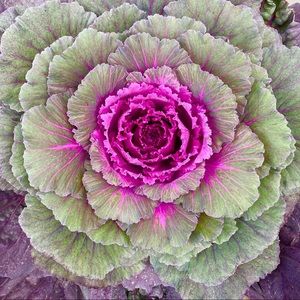 HOT PINK 🌷🌷🌷